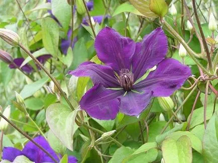 Clematis - най-добрите сортове за описанието на предградията със снимки, видео, коментари