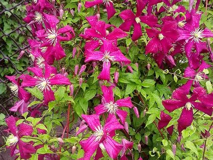 Clematis fajták külvárosokban