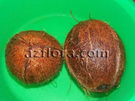 Coconut fa - ellátás, transzplantáció, termesztés problémákra, metszés, szaporítás