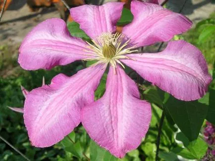 Clematis - cele mai bune soiuri pentru descrierea suburbiile cu fotografii, video, comentarii