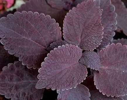 Coleus домашни грижи, цветист-блог