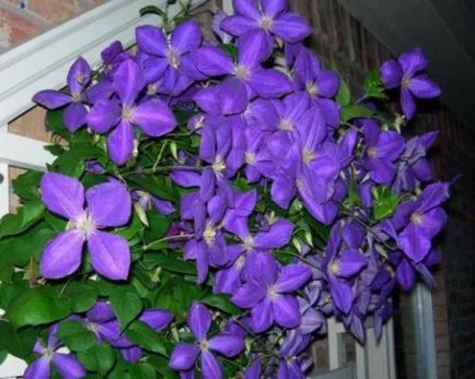 Clematis, fotó és leírás fajták