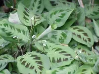 Coleus растение грижи и репродукция в дома