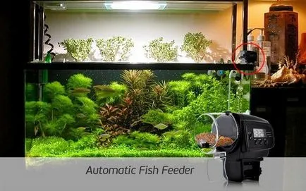 Feeder Aquarium, mind az akvárium és lakói