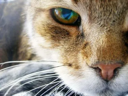 Cat rejtőzködő sötét helyeken az okokat