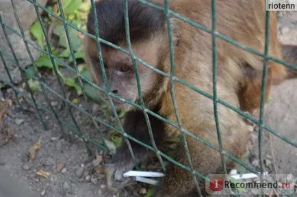 Zoo Safari Park Krasnodar, Krasnodar - „ne nézd ideges