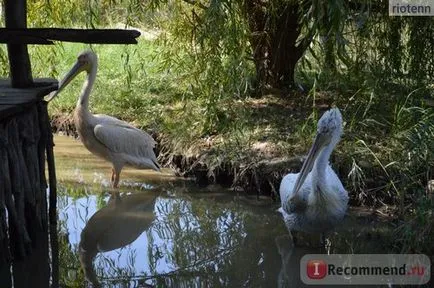 Zoo Safari Park Krasnodar, Krasnodar - „să nu se uite nervos