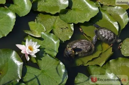 Zoo Safari Park Krasnodar, Krasnodar - „să nu se uite nervos