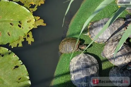 Zoo Safari Park Krasnodar, Krasnodar - „ne nézd ideges