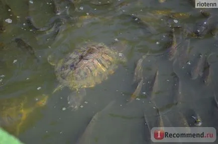 Zoo Safari Park Krasnodar, Krasnodar - „să nu se uite nervos