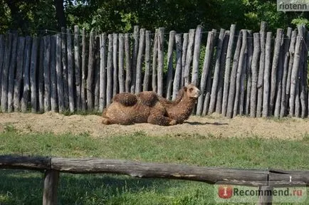 Zoo Safari Park Krasnodar, Krasnodar - „ne nézd ideges