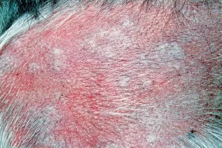 Urticaria és angioödéma állatok - állat-egészségügyi orvos Shustova klinika, állatorvos