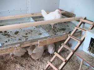 Пилешки убежища видове убежища, особено подходящи съоръжения кацат със собствените си ръце за пилета
