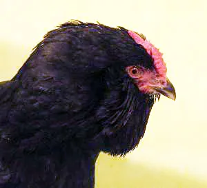 Пилетата се размножават руски Черно брадати кокошки размножават Галан, яребици порода пилета, пилешки размножават руски