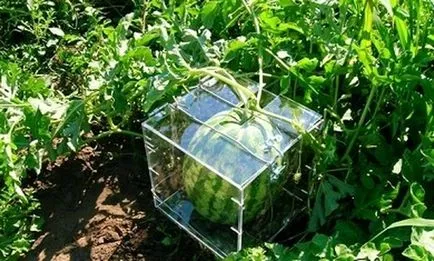 Szögletes görögdinnye, hogyan növekszik a saját kezét