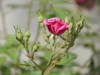 Lily izzók védelmére kártevők ellen, virágok a kertben (tanya)