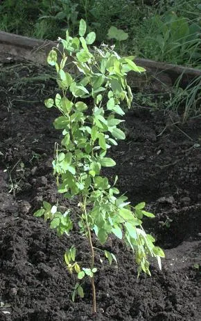 lespedeza lespedeza