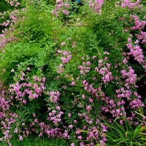 lespedeza Două culori, plantele sunt cultivate în grădină acasă