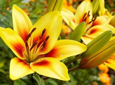 Lily izzók védelmére kártevők ellen, virágok a kertben (tanya)