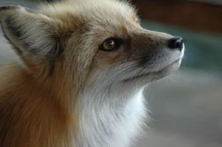 Fox sa transformat într-un animal de companie - cel mai recent studiu al omenirii și a societății