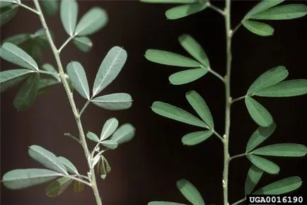 Lespedeza - arbust ornamental - Peisagistica - Articole Director - site-ul pentru șoferi de camion