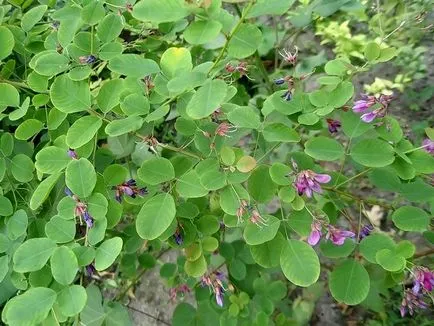 Lespedeza - vendég a keleti kertek