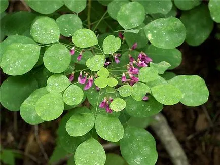 Lespedeza - arbust ornamental - Peisagistica - Articole Director - site-ul pentru șoferi de camion