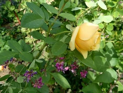 Lespedeza - vendég a keleti kertek