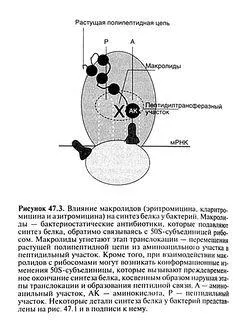 Макролидите (еритромицин, кларитромицин, азитромицин)