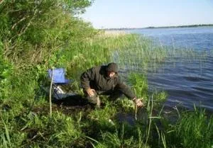 Fogása ponty a gumi egy vályú szerelvény catchability kezelése