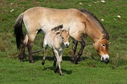 Przewalski ló - a legendás, és eltűnt