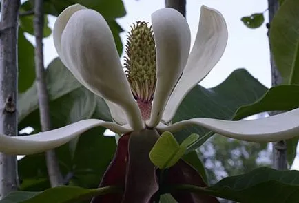 Magnolia kozmetikumokban