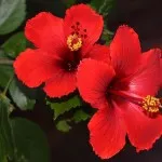 Hibiscus de îngrijire de grădină și de reproducere, ghivece cu plante