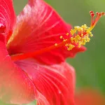 Hibiscus de îngrijire de grădină și de reproducere, ghivece cu plante