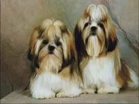 Măsuri de igienă și de îngrijire de lână pe îngrijirea Shih Tzu strat câine Îngrijirea