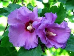 Hibiscus treelike