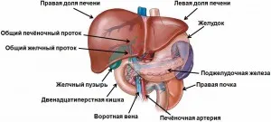 Чернодробните хемангиоми симптоми, признаци на хемангиоми