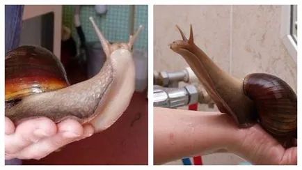 Melcul gigant Achatina de reproducție în casă și tipurile de