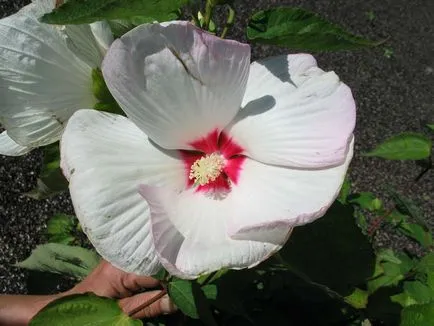 Hibiscus de îngrijire de grădină și de reproducere, ghivece cu plante