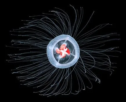 Hydroid (meduze) structura, reproducerea, fiziologie