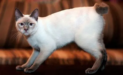 Mekong Bobtail, ő Thai Bobtail macska