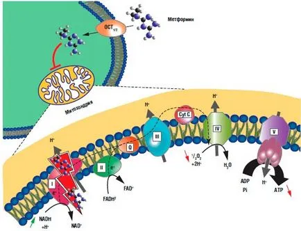 Metformin kiterjesztett kiadás - új szabvány kezelésére a 2. típusú cukorbetegség