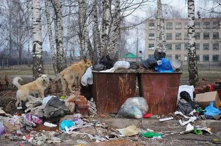 Moscoviții va fi capabil să se plângă on-line la și câinii fără stăpân graffiti - București 24
