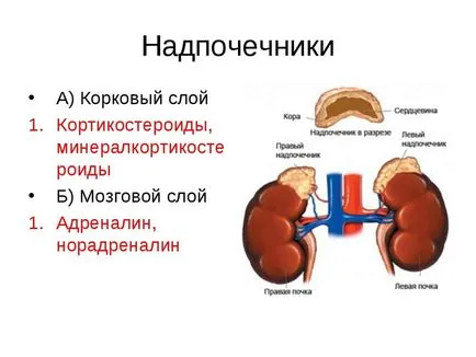 Adrenals și metabolismul