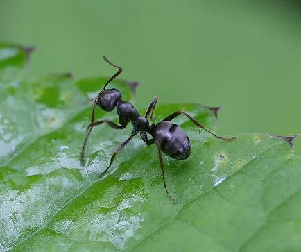 Furnicile pe pomi fructiferi, metode de protecție și lupta