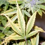 A legmegfelelőbb hőmérséklet növekvő Indore - növekvő kannabisz otthon