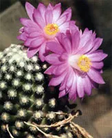 fructe cactus Filler