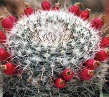 fructe cactus Filler