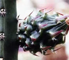 fructe cactus Filler