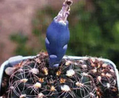 fructe cactus Filler